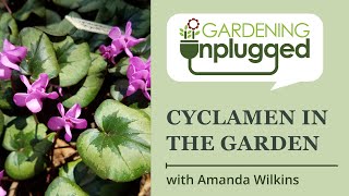 Gardening Unplugged  - Cyclamen in the Garden with Amanda Wilkins