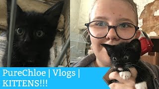 PureChloe | Vlogs | KITTENS!!!