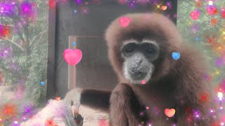 さよならモカ（Rest in peace, Mocha）　上野動物園　テナガザル　20220911