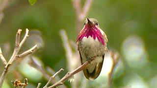 Male calliope hummingbird