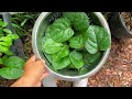 how to grow malabar spinach in pot or container basella alba