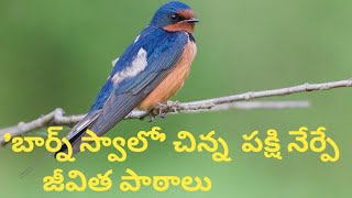 This Motivational story will change your life# The bird 'Barn swallow' #Vijay Teachings#