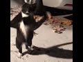 Video: This cat saw snow for the first time, so obviously he danced