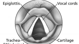 Phonetics | Wikipedia audio article