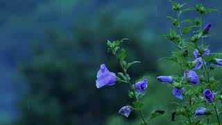 Blue Flower in the Rain 💙🌧️ | Gentle Wind Sounds for Deep Relaxation, Sleep & Inner Calm