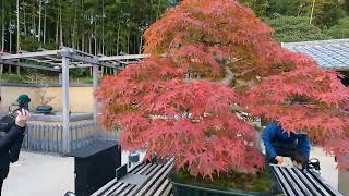 【盆栽苑】立川・昭和記念公園 2024年11月24日 #bonsai #紅葉狩り #autumnvibes GH010039