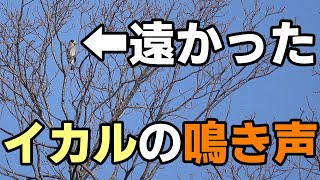 イカル の 鳴き声 2025年2月16日撮影