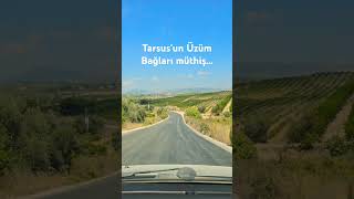 Tarsus'ta Dağ Taş Üzüm Bağı Olmuş...#tarsus #üzüm #tarım