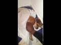 ተናጋሪው ውሻ the dog talking