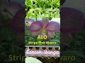 Dendrobium Product Eka Karya Seedling Flavor Pre-Adolescent Package 200 K Get 10 Different Pots ID