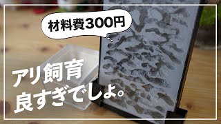 【トビイロシワアリ飼育開始】ダイソーの縦置きケースで蟻飼育ケースを作ってみた！#2【引越し】