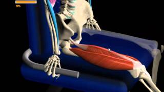 Muscle and Motion | Seated Hamstring Stretch & More