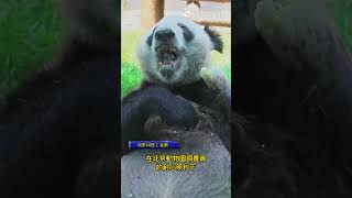 大熊貓“丫丫”回國50天後狀態更新！ #大熊貓 #丫丫 #北京動物園 #熊貓 #panda #新聞 #news #shorts