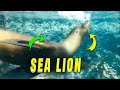 Sea Lion Plays with Freediver