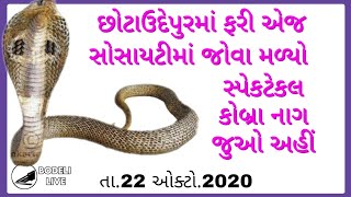 છોટાઉદેપુરમાં ફરી એજ સોસાયટીમાં જોવા મળ્યો સ્પેકટેકલ કોબ્રા નાગ, જુઓ અહીં