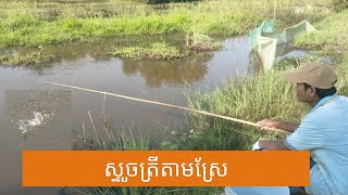 ស្ទូចត្រីតាមវាលស្រែ #027 #fishing #meattochak