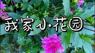 我家小花园 DIY Small Garden