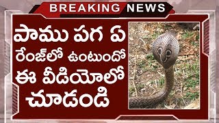 పాము పగ ఏం రేంజ్ లో ఉంటుందో ఈ వీడియోలో చూడండి | Snake Revenge Incident In America | Tollywood Nagar