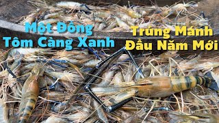 Đường Đăng Đầu Năm Mới Trúng Mánh Một Đống Tôm Càng Xanh Bắt Đã Tay | Cù Lao Dung Vlogs #934