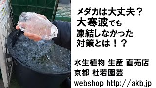 メダカは大丈夫？大寒波でも凍結しなかった対策とは！？