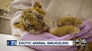 A billion dollar exotic animal smuggling ring happening right at the border