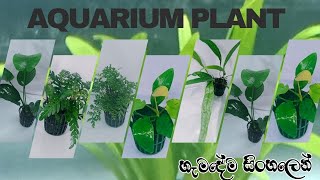 aqwarium plant ගැන සම්පූර්ණ විස්තරේ| java fran, anubiyas, valisnariya