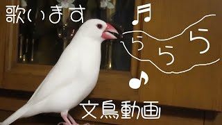 白文鳥ふーちゃんのさえずり特集　さえずり詰め合わせセット 文鳥動画