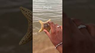 Rescue a beautiful starfish 🏝️#Adirampattinam #beach #starfish #kadal #shorts