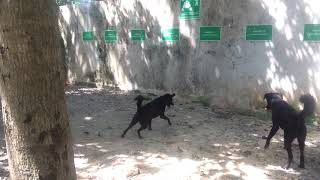 Dog bit Snake ពស់ប្រយុទ្ធ ជាមួយឆ្កែ