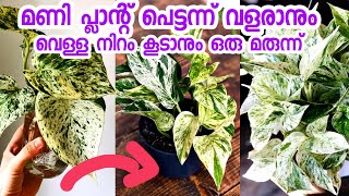 മണി പ്ലാന്റ് പെട്ടെന്ന് വളരാനും വെള്ള നിറം കൂടാനും ഇത് മതി|money plant malayalam |money plant care