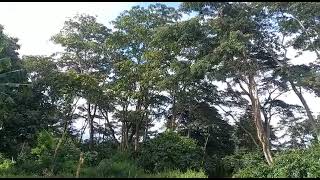 Agro forêt de café , Togo, Région Plateaux Ouest