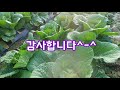 가을배추 가뭄 해결 방법 3탄 13mm호스로 스프링쿨러 가동 배추재배방법