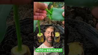 Técnica Asiática Para Enraizar Cualquier Esqueje o Planta!