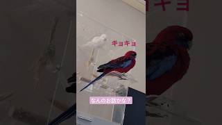 【オキナインコ】【アカクサインコ】何やらお話をしている紅白の鳥　#オキナインコ　#アカクサインコ