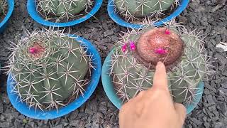 Cacto Coroa de Frade - melocactus zehntneri