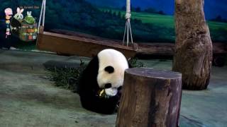 20160706圓仔愛吃鳳梨頭 The Giant Panda Yuan Zai