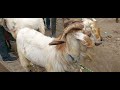 meerut bakra mandi with live price ❤️👍😎मेरठ जुम्मे की पैठ