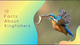 10 Facts About Kingfisher's