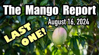 The Mango Report- August 16, 2024