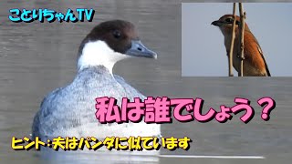 パンダガモことミコアイサの♂を探しに行ったら、今回もまたあの子が先だった件(笑)ハシビロガモ・モズ・カイツブリ等【ことりちゃんTV☆野鳥たちの物語】