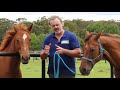 myth busting hindgut ulcers with world leading expert on equine gut health a prof dr ben sykes