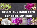 Hybrid Dendrobium (Hard cane dendrobium / Den.phal care for beginners