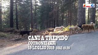 CANI A TREPIDO' - Cotronei (KR) 19 LUGLIO 2019