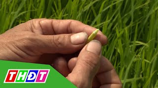 Giai đoạn làm đòng cần lưu ý gì để có đòng to | Syngenta Thông tin nông nghiệp - 14/5/2022 | THDT