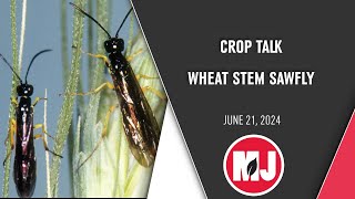 Crop Talk | Wheat Stem Saw Fly | June 21, 2024