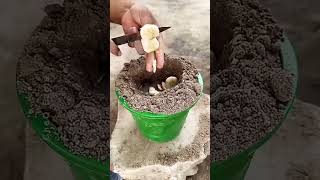 #plants #experiment #gardening #fruit #garden #viral video #china #trending #farming #apple