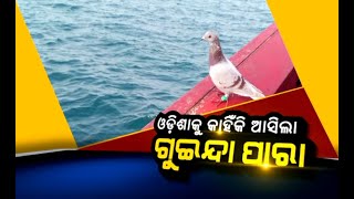 🔴 LIVE | ଓଡ଼ିଶାକୁ କାହିଁକି ଆସିଲା ଗୁଇନ୍ଦା ପାରା…?