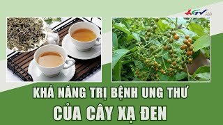 Khả năng trị bệnh ung thư của cây xạ đen | Truyền hình Hậu Giang