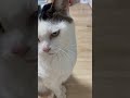 ヒーターは猫のもの