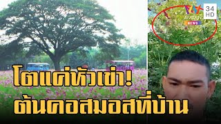 ปลูกต้นคอสมอส แม่ค้าบอกโตแค่หัวเข่า หนุ่มถามหัวเข่าใคร!!!